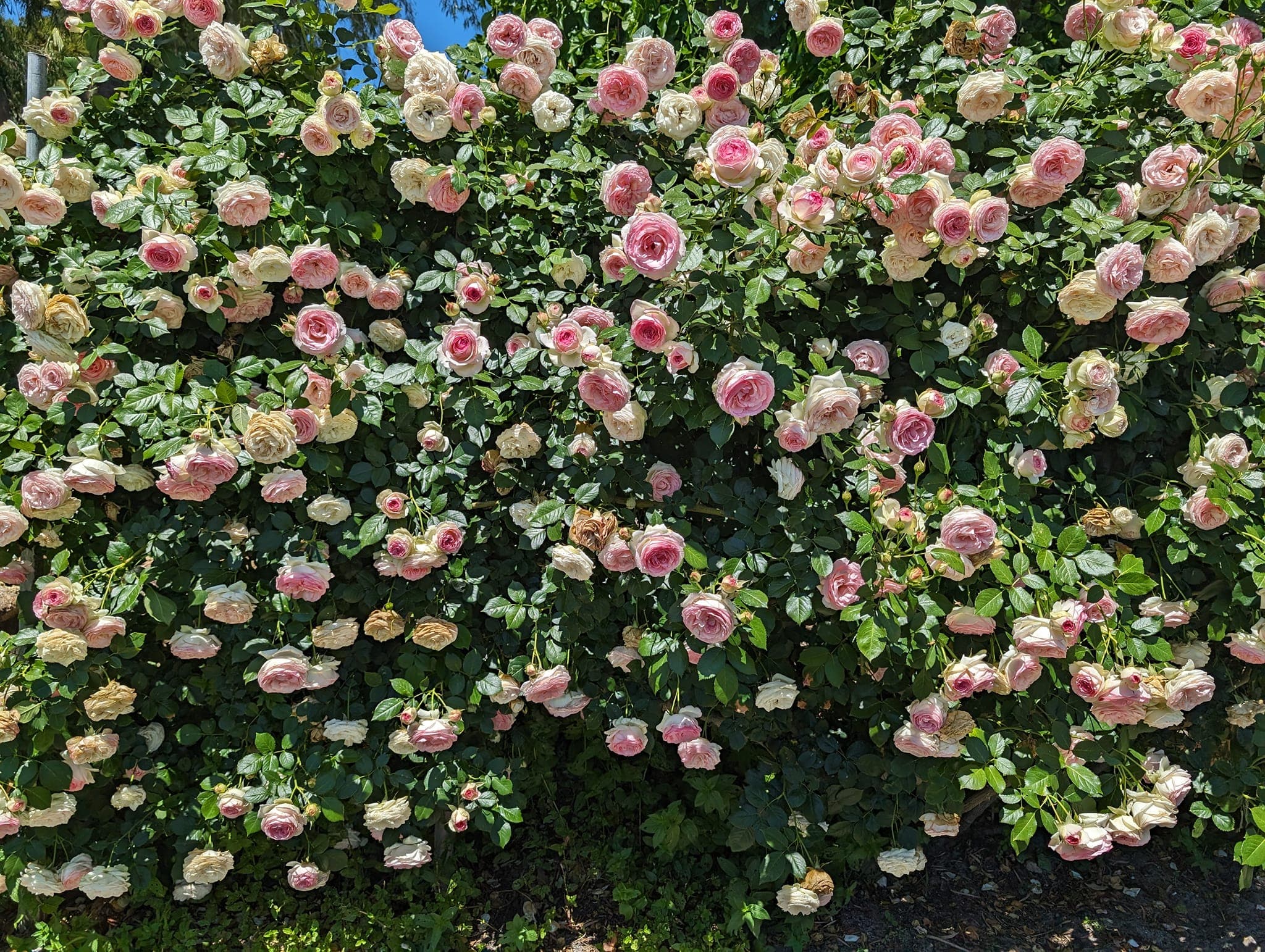 Fresh Tree Shop -Fresh Tree Shop 481073613 1122546296332373 6771619450389261595 n min