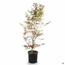 Japanese Maple 'Bloodgood' -Fresh Tree Shop Acer Bloodgood 10gal 4469f4b1 9b1f 4158 a9da ea4463d4f114