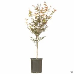 Japanese Maple 'Bloodgood' -Fresh Tree Shop Acer Bloodgood 15gal 44380a1b 75bb 4f0c 921d 224e9fc103f4