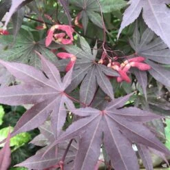 Japanese Maple 'Bloodgood' -Fresh Tree Shop Acer Bloodgood 58959bb1 b44e 4dec b6d7 05452993936b