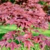 Japanese Maple 'Bloodgood'
