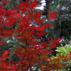 Japanese Maple 'Emperor One' -Fresh Tree Shop Acer EmperorOne2 c8749bf9 e17f 4c7d a373 709597e5d94b