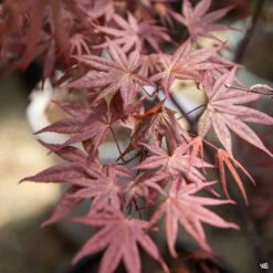 Japanese Maple 'Emperor One'