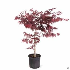 Japanese Maple 'Emperor One' -Fresh Tree Shop Acer EmperorOne 5gal 1e78960e bda2 488e 9727 583ebc6fd7e0