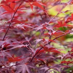 Japanese Maple 'Fireglow'