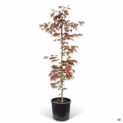 Japanese Maple 'Fireglow' -Fresh Tree Shop Acer Fireglow 5gal