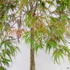 Japanese Maple 'Inaba Shidare'