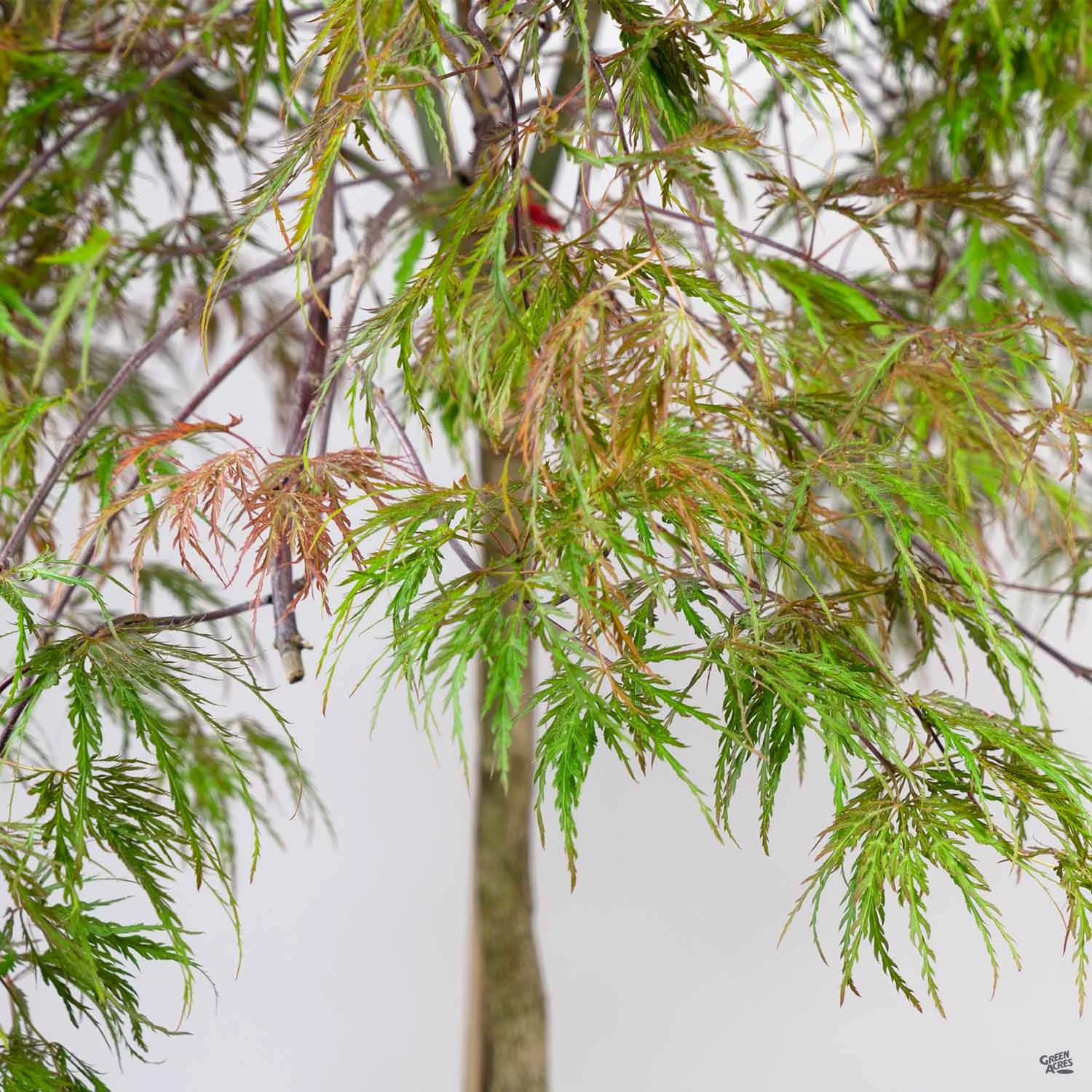 Japanese Maple 'Inaba Shidare' 1 Japanese Maple 'Inaba Shidare'