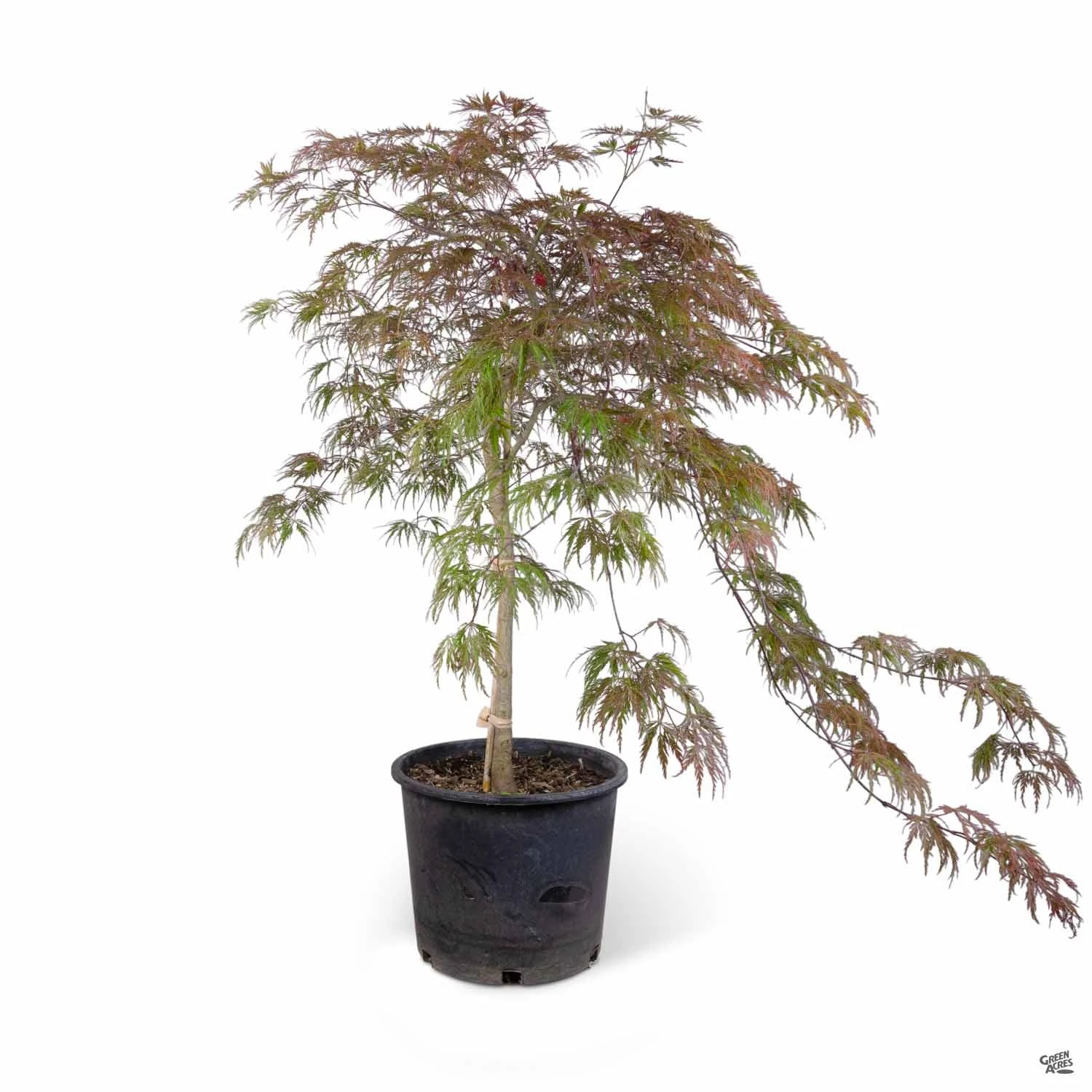 Japanese Maple 'Inaba Shidare' 2 Japanese Maple 'Inaba Shidare' - Image 2