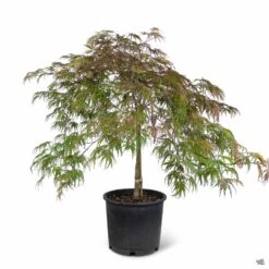 Japanese Maple 'Inaba Shidare' 5 Japanese Maple 'Inaba Shidare' -Fresh Tree Shop Acer InabaShidare 5gal v2