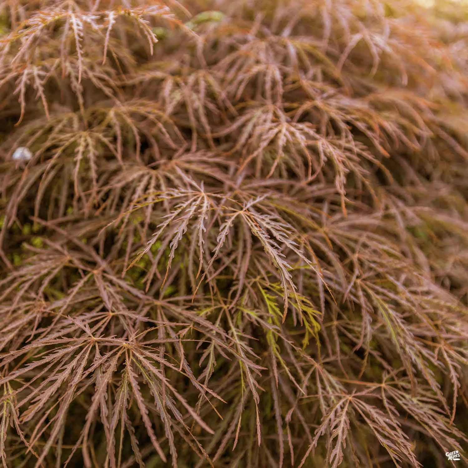 Japanese Laceleaf Maple 'Baldsmith' 1 Japanese Laceleaf Maple 'Baldsmith'