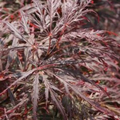 Japanese Laceleaf Maple 'Crimson Queen'