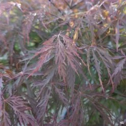 Japanese Laceleaf Maple 'Red Dragon' 11 Japanese Laceleaf Maple 'Red Dragon' -Fresh Tree Shop Acer Laceleaf RedDragon