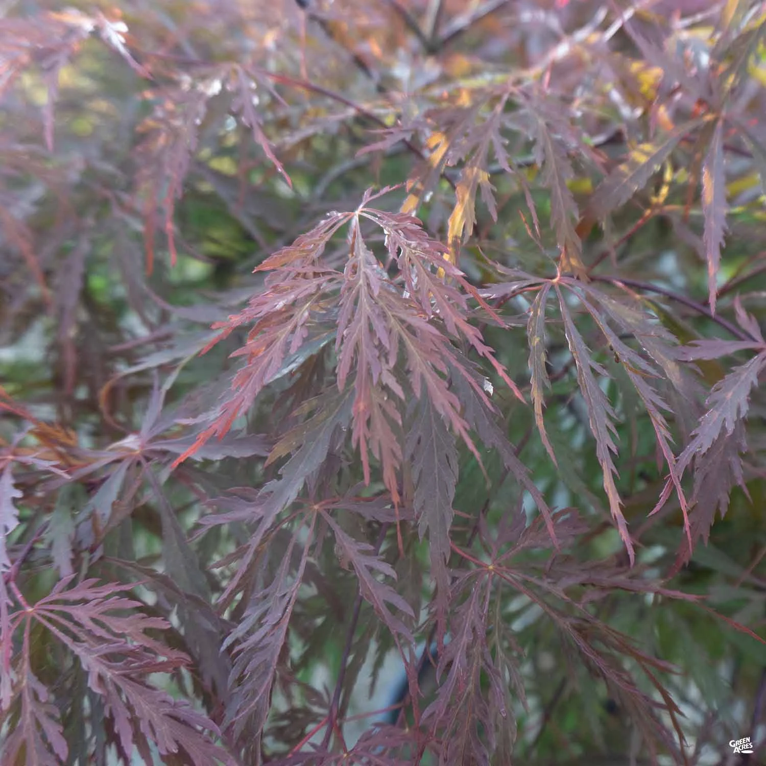 Japanese Laceleaf Maple 'Red Dragon' 3 Japanese Laceleaf Maple 'Red Dragon' - Image 3