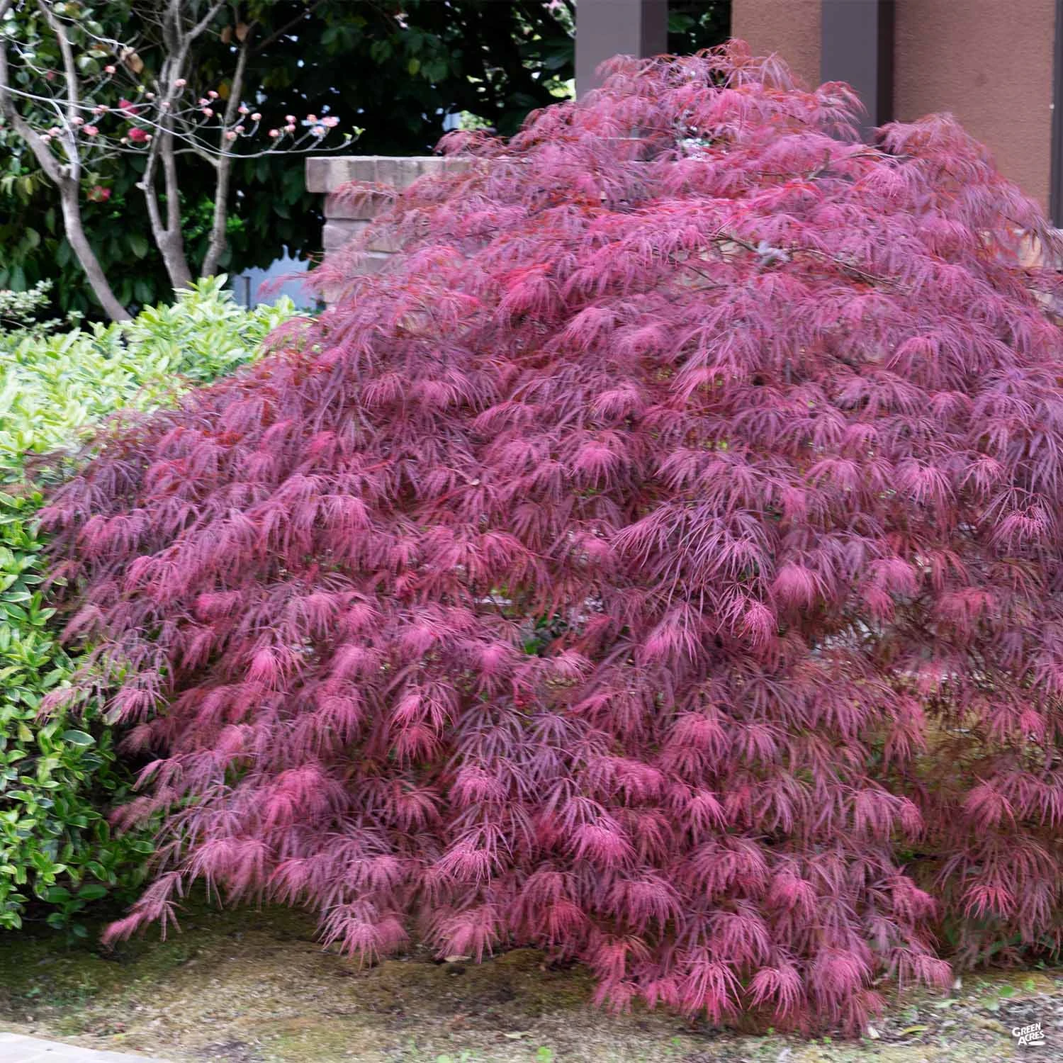 Japanese Laceleaf Maple 'Red Dragon' 1 Japanese Laceleaf Maple 'Red Dragon'