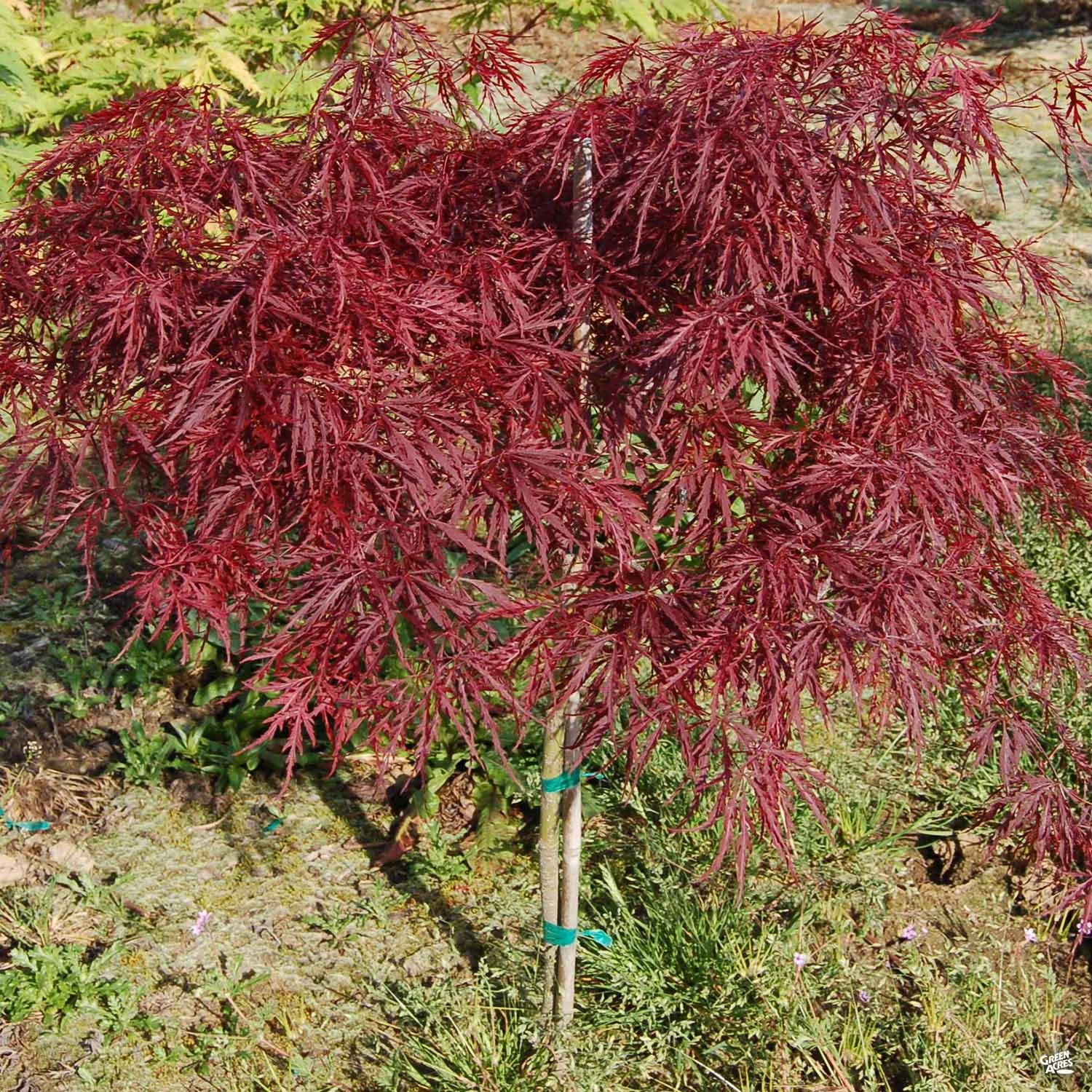 Japanese Laceleaf Maple 'Red Dragon' 4 Japanese Laceleaf Maple 'Red Dragon' - Image 4