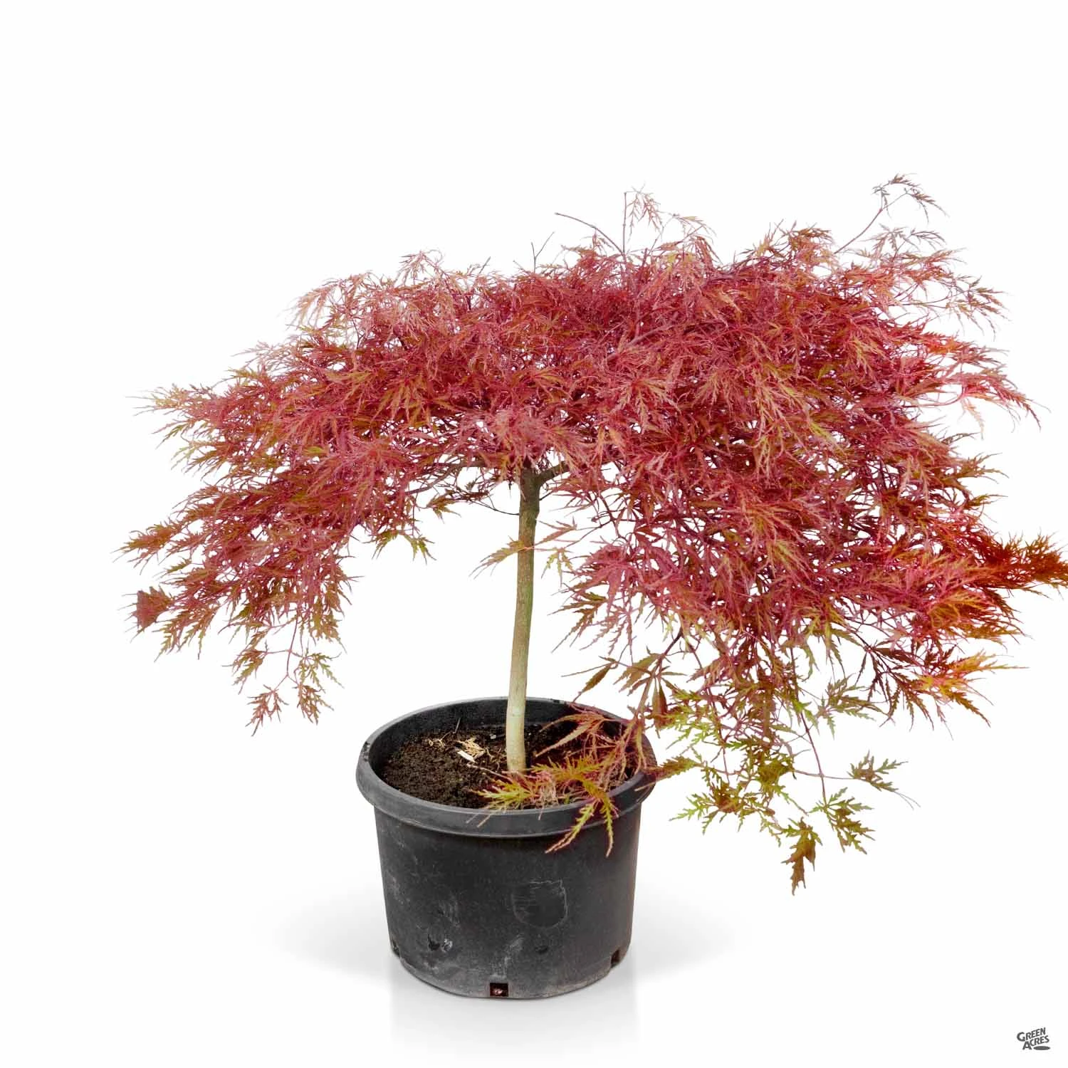 Japanese Laceleaf Maple 'Red Dragon' 9 Japanese Laceleaf Maple 'Red Dragon' - Image 9