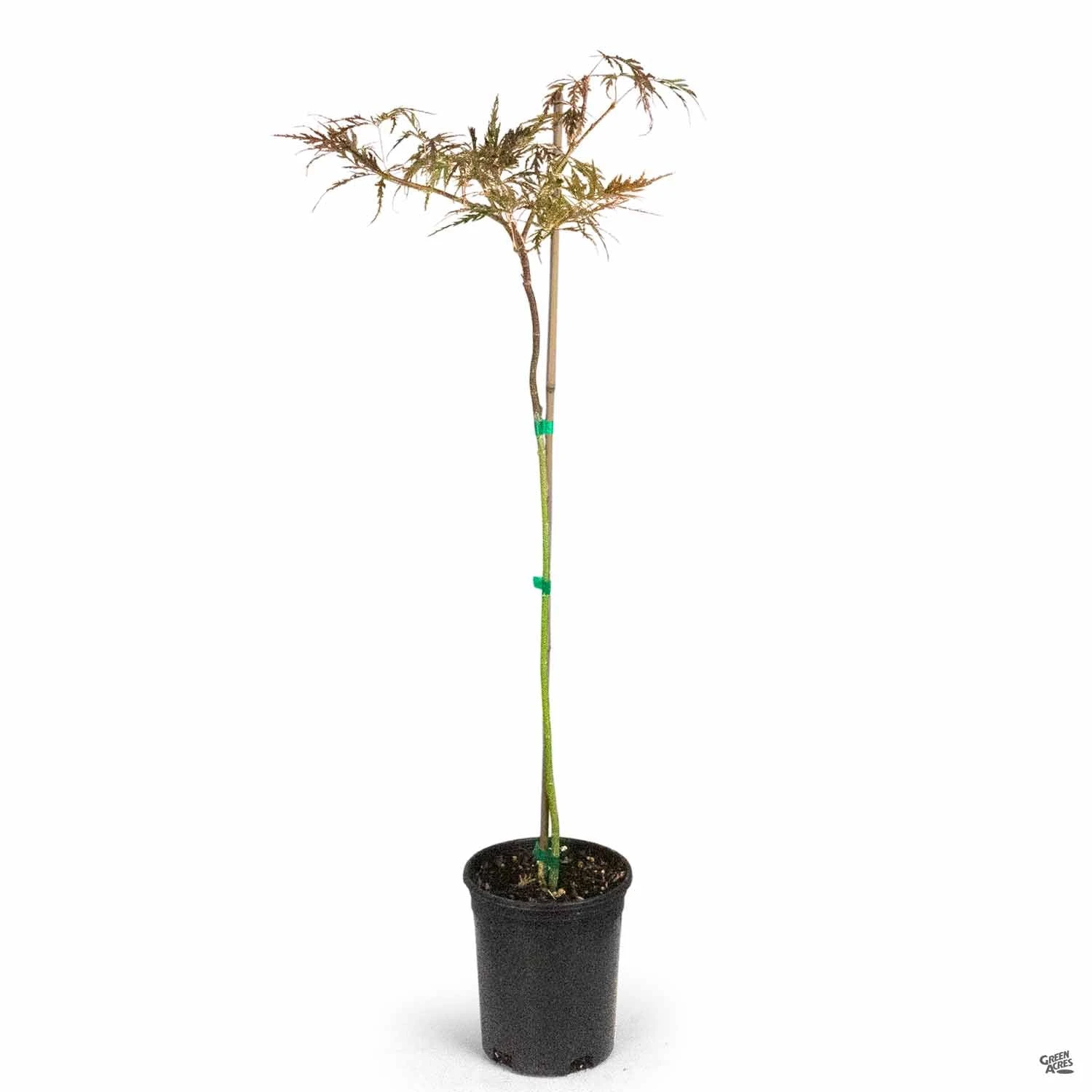 Japanese Laceleaf Maple 'Red Dragon' 7 Japanese Laceleaf Maple 'Red Dragon' - Image 7