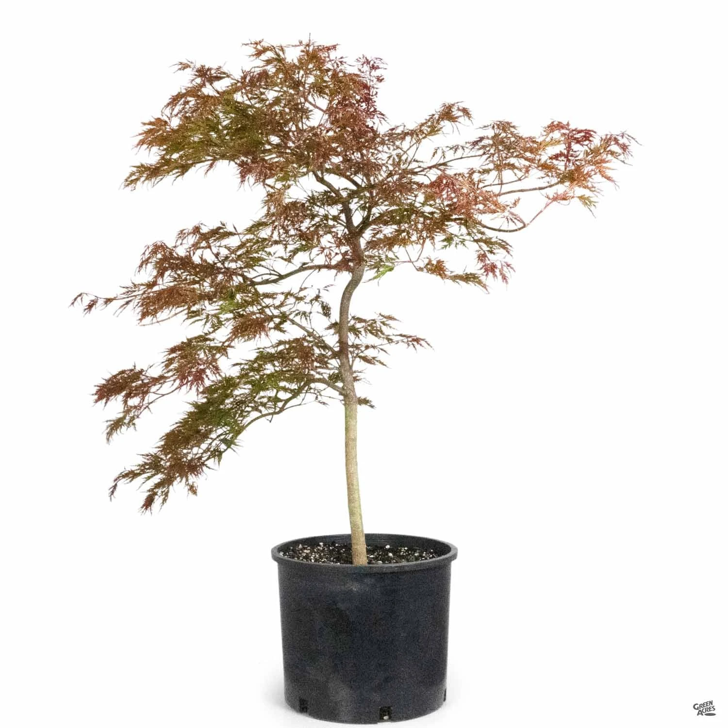 Japanese Laceleaf Maple 'Red Dragon' 8 Japanese Laceleaf Maple 'Red Dragon' - Image 8