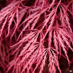 Japanese Laceleaf Maple 'Tamukeyama'
