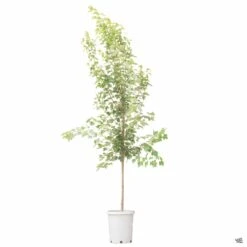 Red Maple 'October Glory' 13 Red Maple 'October Glory' -Fresh Tree Shop Acer OctoberGlory 15gal b64bec2f 18cd 4279 9125 6411aa8dc3e5