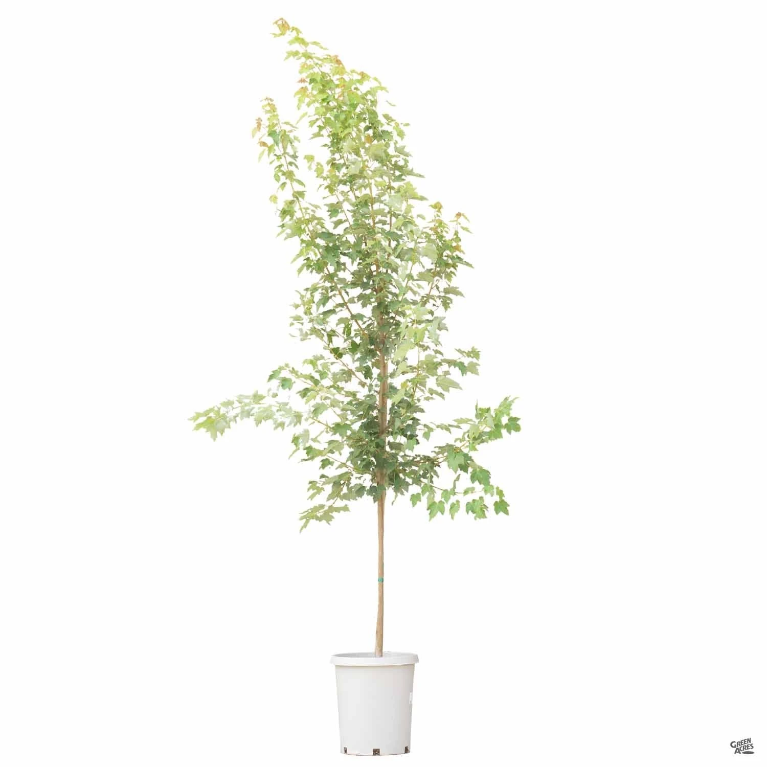 Red Maple 'October Glory' 6 Red Maple 'October Glory' - Image 6