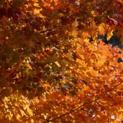 Red Maple 'October Glory' 10 Red Maple 'October Glory' -Fresh Tree Shop Acer OctoberGlory BrilliantFallColor