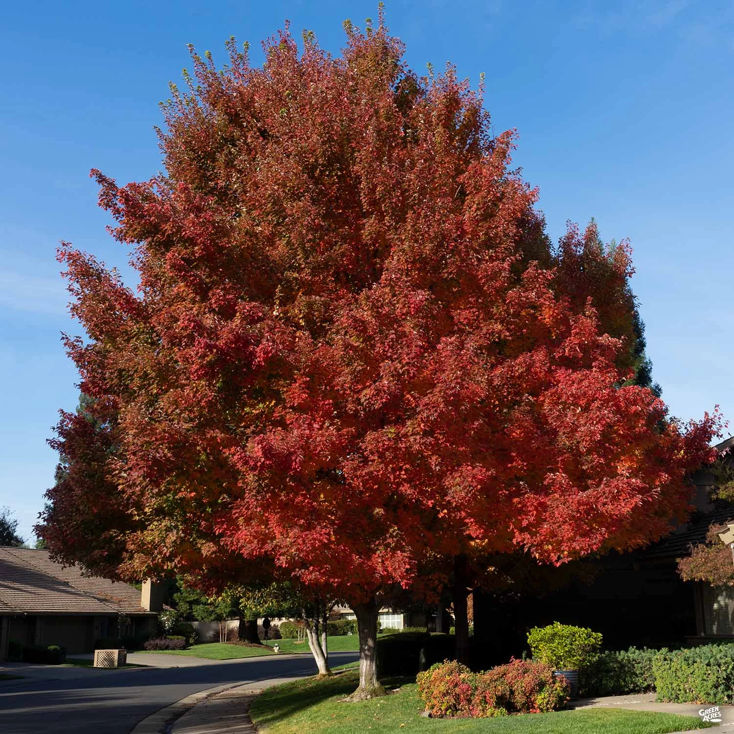 Red Maple 'October Glory' 1 Red Maple 'October Glory'