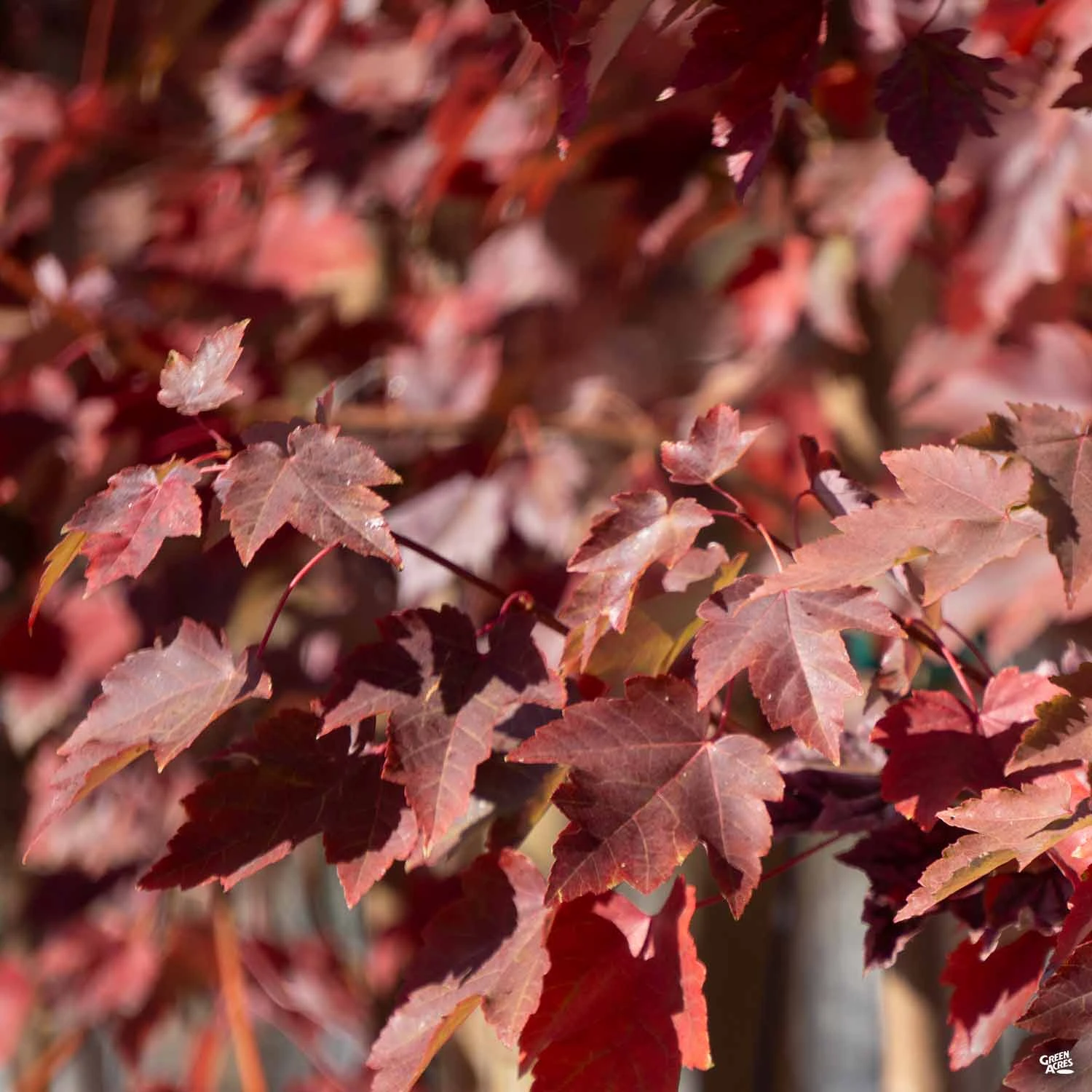 Red Maple 'October Glory' 2 Red Maple 'October Glory' - Image 2