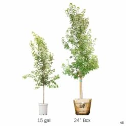 Red Maple 'October Glory' 15 Red Maple 'October Glory' -Fresh Tree Shop Acer OctoberGlory SideBySide