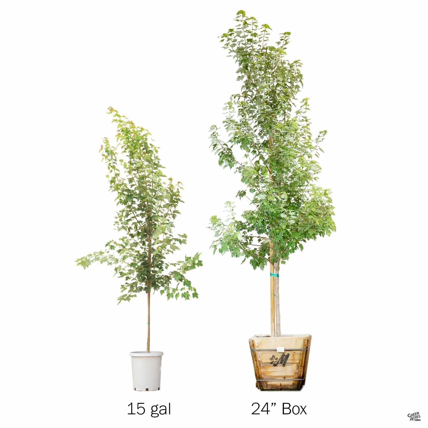 Red Maple 'October Glory' 8 Red Maple 'October Glory' - Image 8