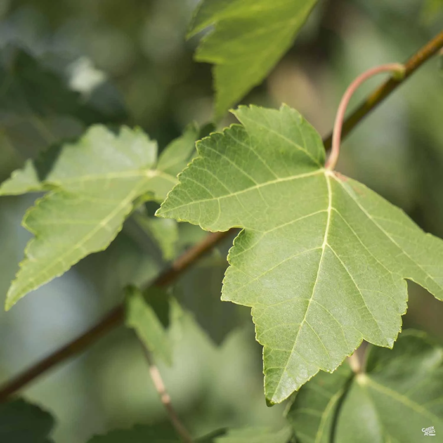 Red Maple 'October Glory' 5 Red Maple 'October Glory' - Image 5