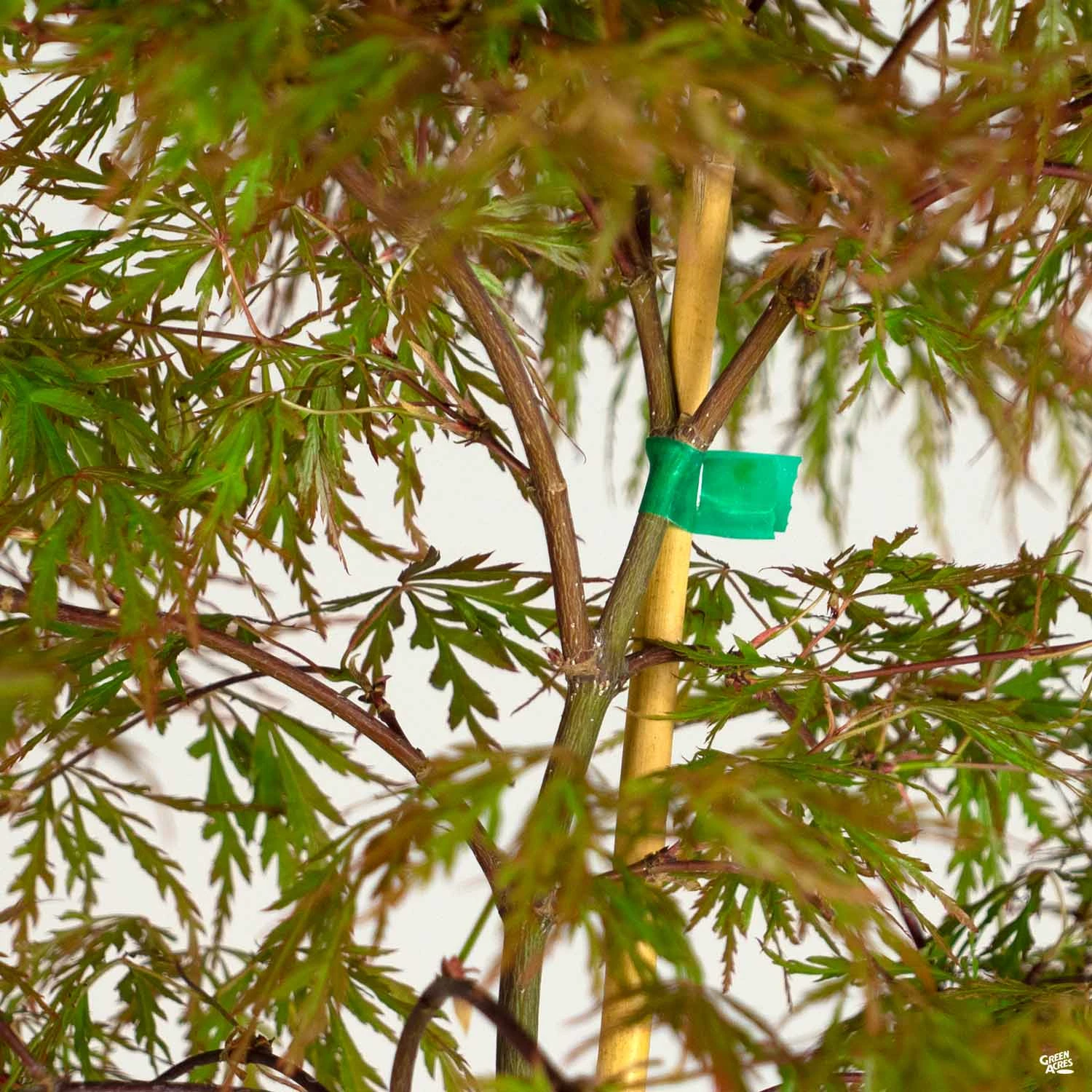 Japanese Laceleaf Maple 'Orangeola' 3 Japanese Laceleaf Maple 'Orangeola' - Image 3