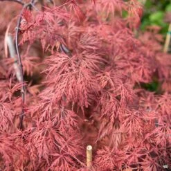 Japanese Laceleaf Maple 'Orangeola'