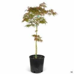 Japanese Laceleaf Maple 'Orangeola' 7 Japanese Laceleaf Maple 'Orangeola' -Fresh Tree Shop Acer Orangeola 2gal 7aa010d6 1b6f 48bd bada 407267e1f5a8