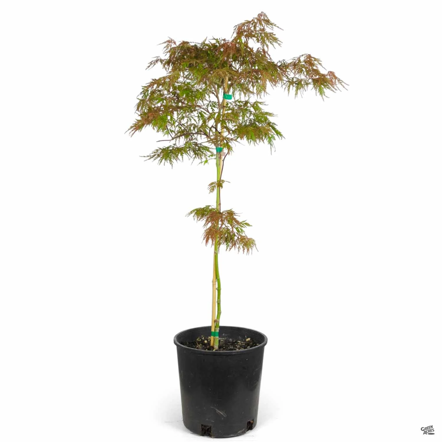 Japanese Laceleaf Maple 'Orangeola' 4 Japanese Laceleaf Maple 'Orangeola' - Image 4