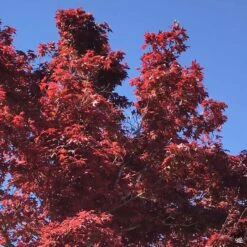 Japanese Maple 'Oshio Beni'