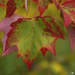 Red Maple 'Brandywine'