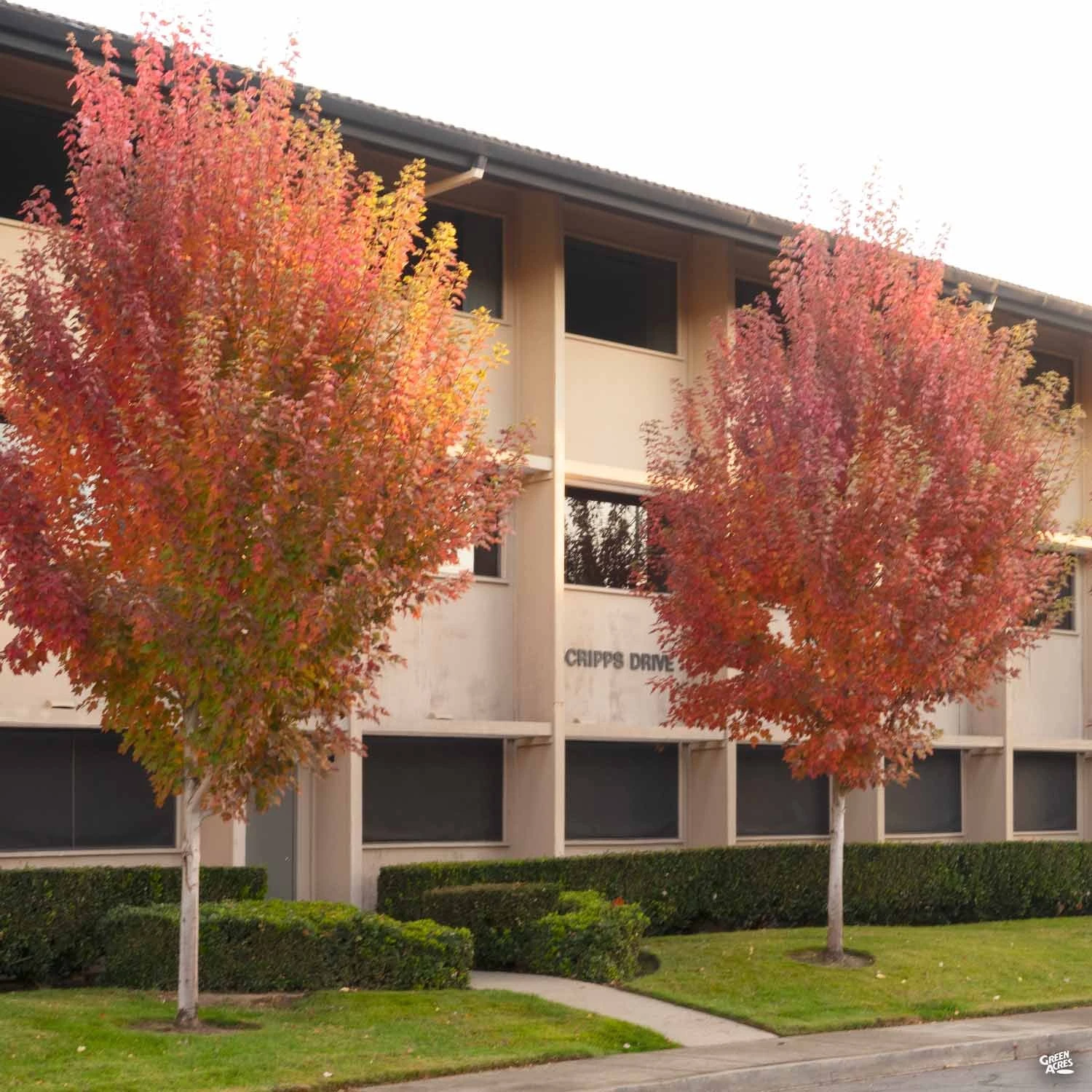 Red Maple 'Redpointe' 3 Red Maple 'Redpointe' - Image 3