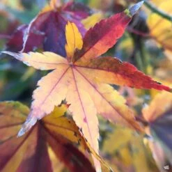 Japanese Maple 'Ryusen'