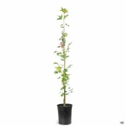 Coral Bark Maple -Fresh Tree Shop Acer SangoKaku 1gal 76a9e218 3c01 48e0 a1d7 759cc6cc4365