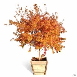 Coral Bark Maple -Fresh Tree Shop Acer SangoKaku 24in