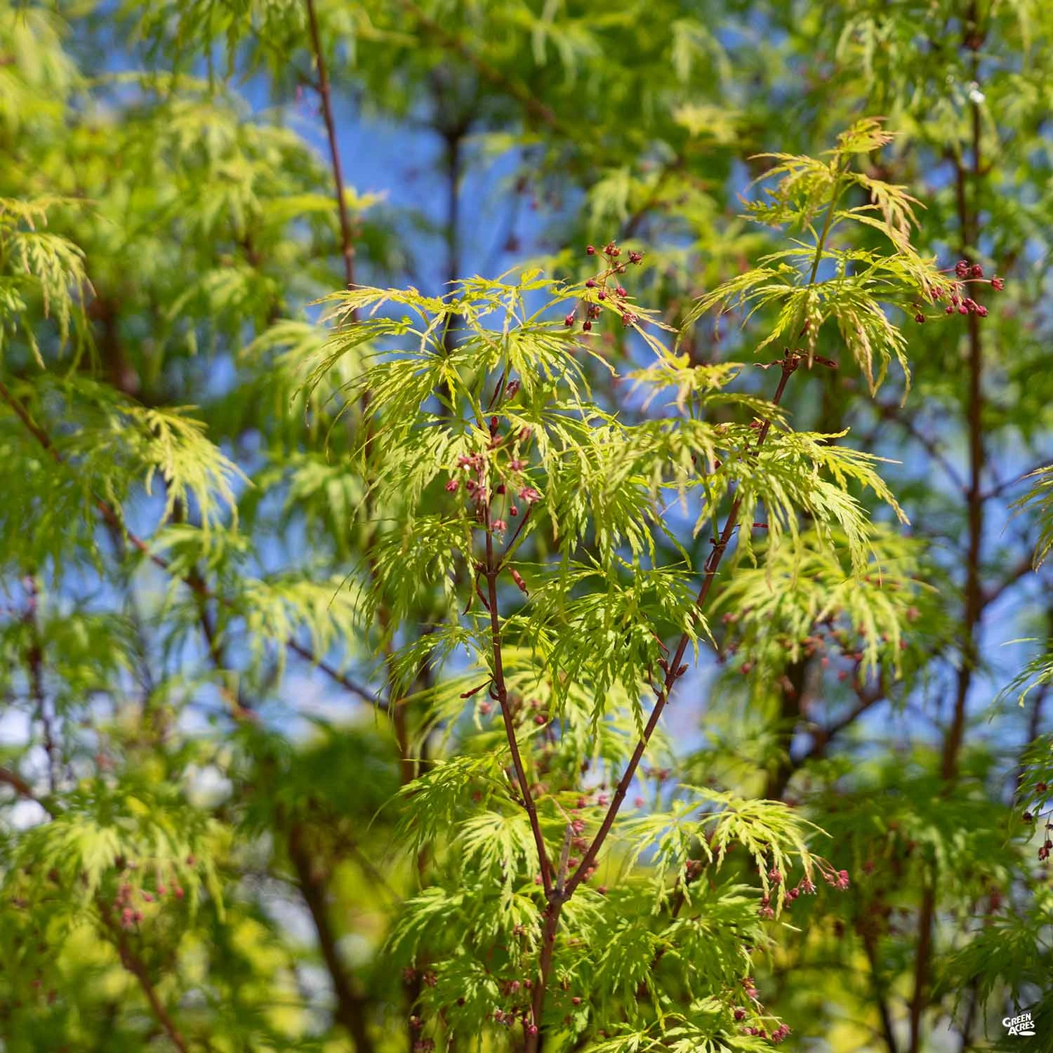 Japanese Maple 'Seiryu' 1 Japanese Maple 'Seiryu'