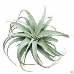 Xerographica