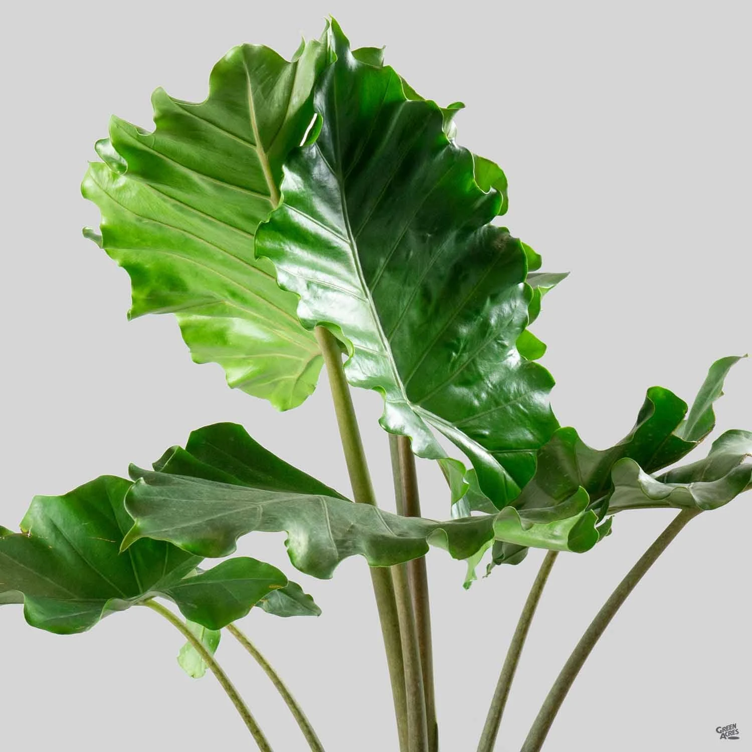 Elephant Ear 'Portora' 1 Elephant Ear 'Portora'