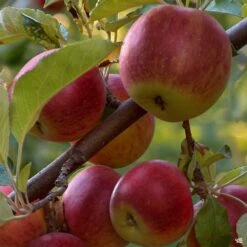 Apple 'Arkansas Black'