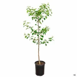 Apple 'Fuji', Dwarf -Fresh Tree Shop Apple Malus Fuji 5gal 988d0406 125b 44df bbde 5148bd558695