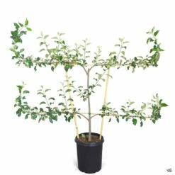 Apple, 3-Tier Espalier 'Fuji' -Fresh Tree Shop Apple Malus Fuji Espaliered 7gal 18b2bdda 20dc 4105 9fbd 9eb2e6120f47