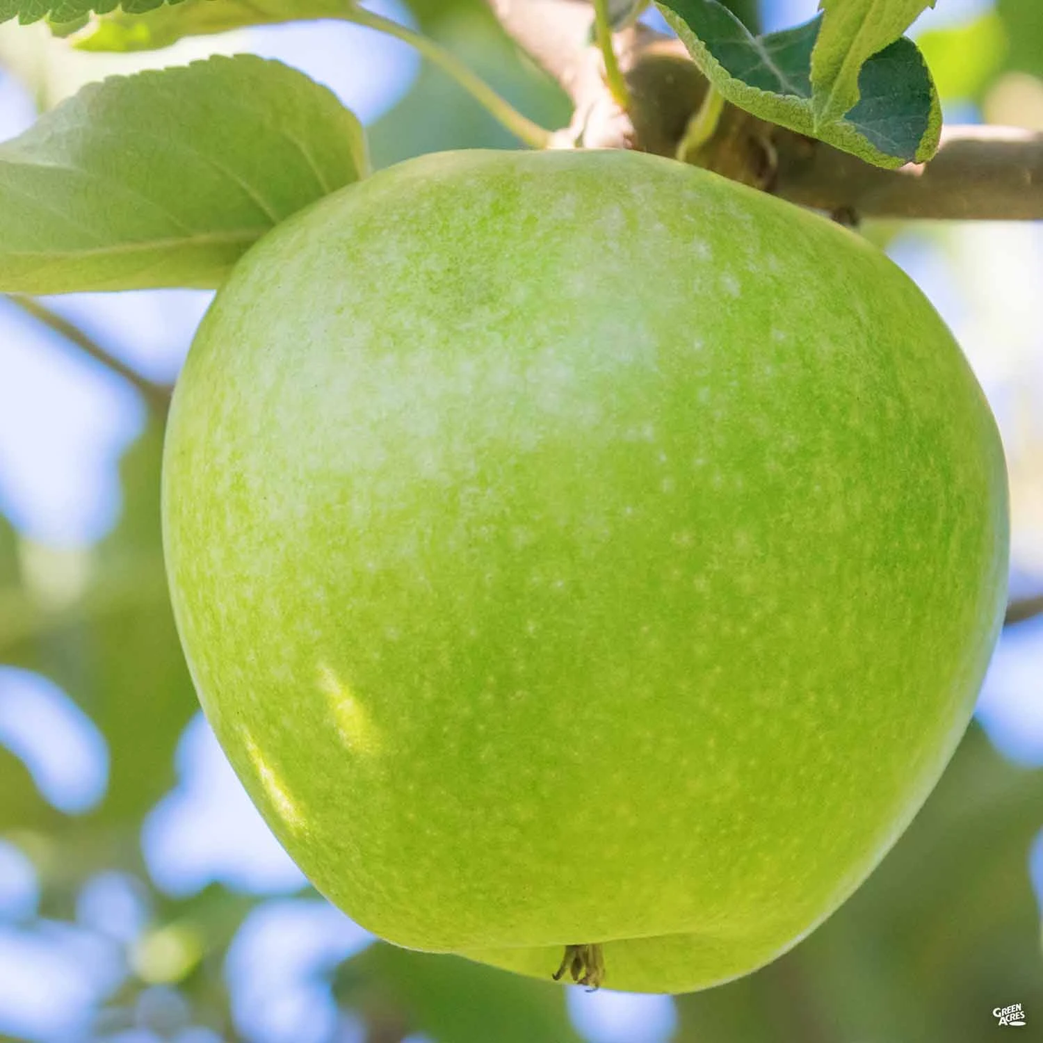 Apple 'Granny Smith' 1 Apple 'Granny Smith'