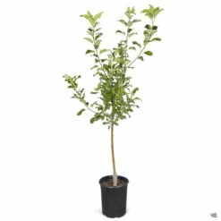 Apple 'Honeycrisp' -Fresh Tree Shop Apple Malus Honeycrisp 5gal 29dd2e0e 3387 4b59 a0fc edd210a9fe4d